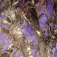 60x84 purple true timber on snow rabbit